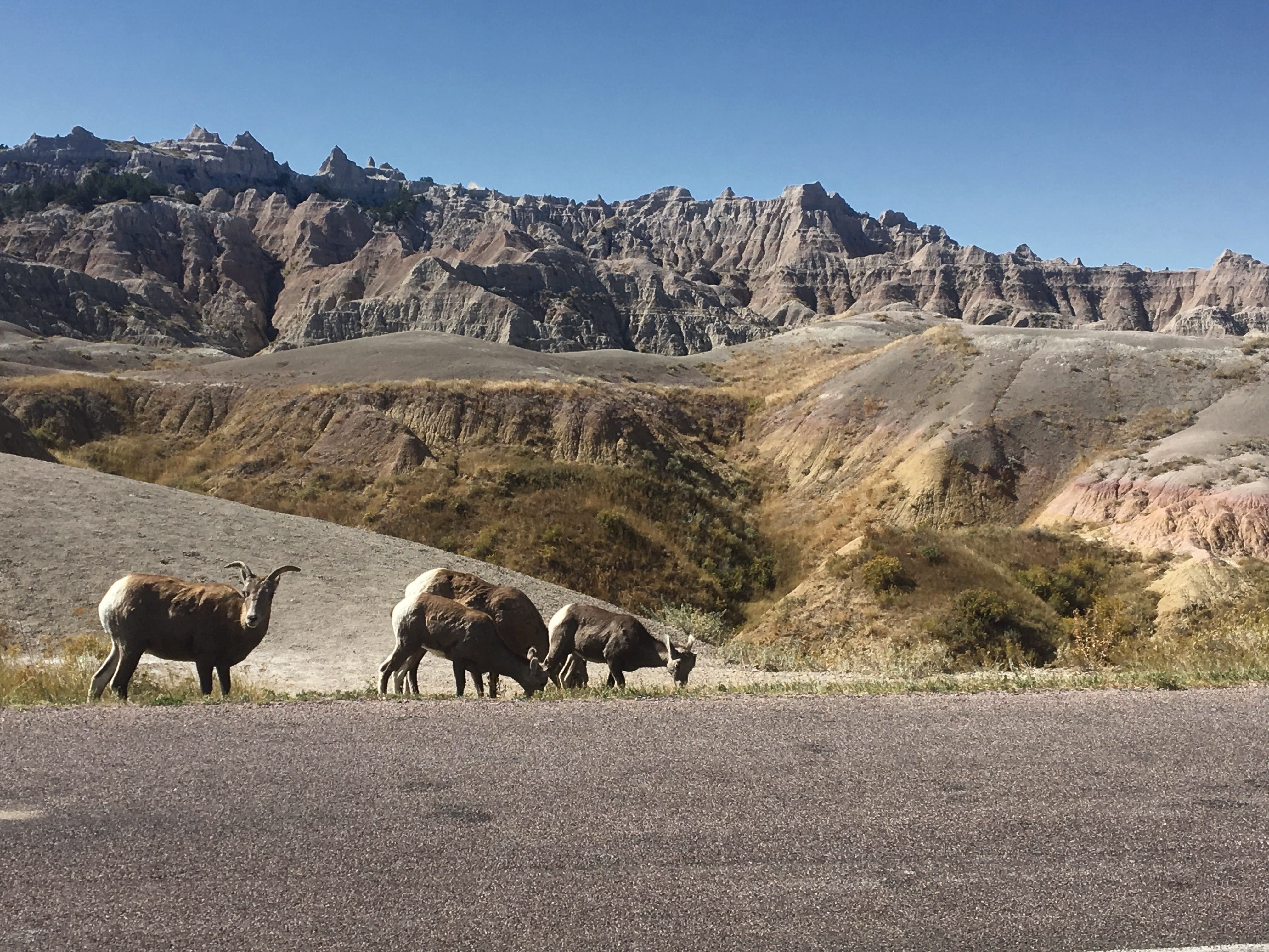 Bighorn sheep in the Badlands