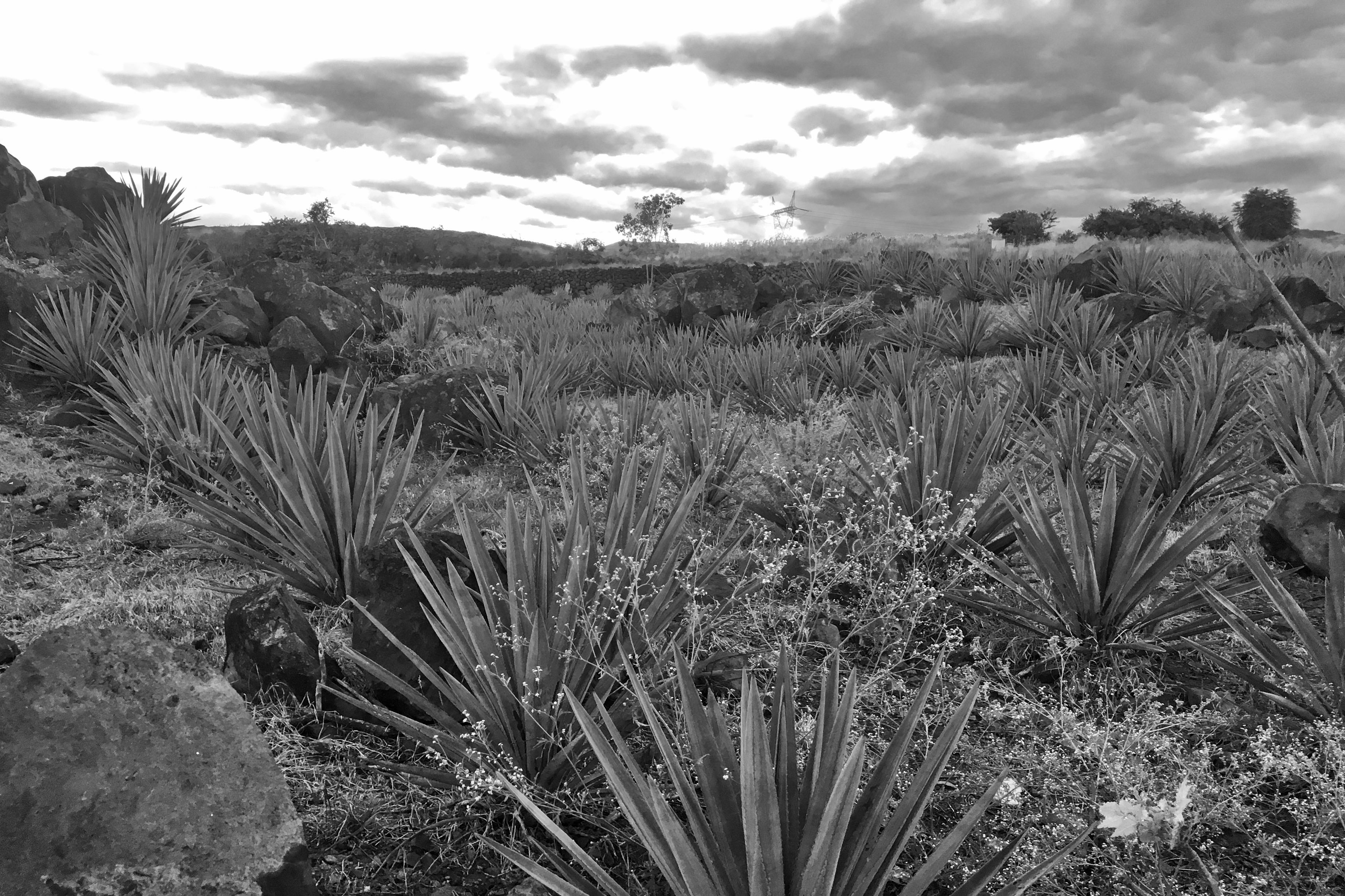 Agave in Etzatlan